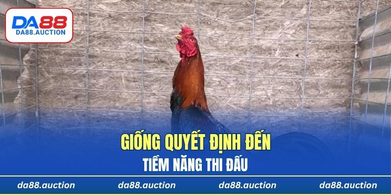 Giống quyết định đến tiềm năng thi đấu