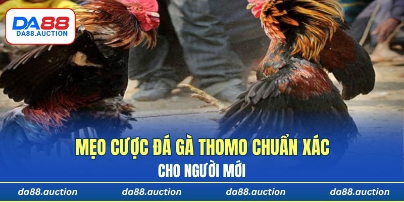 Mẹo cược đá gà Thomo chuẩn xác cho người mới