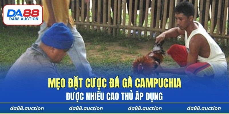 Mẹo đặt cược đá gà Campuchia được nhiều cao thủ áp dụng