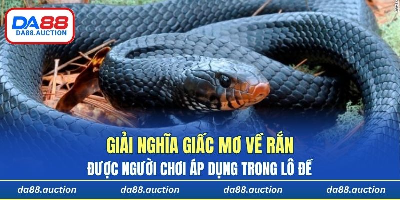 Một số con số liên quan đến giấc mơ về rắn được người chơi áp dụng trong lô đề