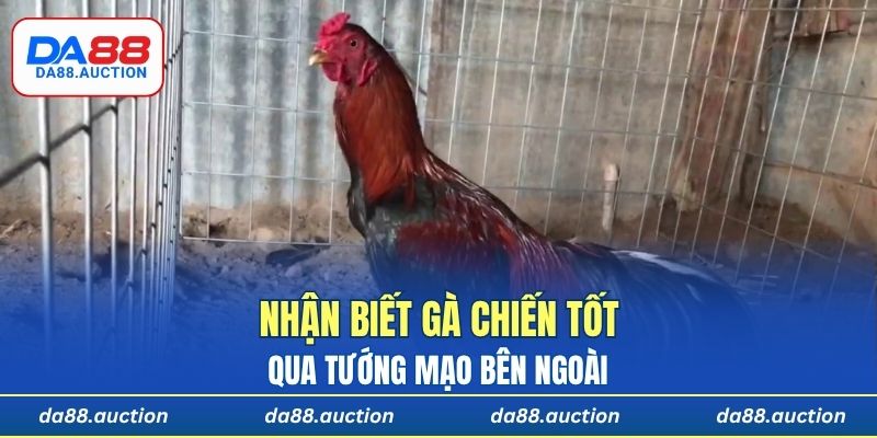 Nhận biết gà chiến tốt qua tướng mạo bên ngoài