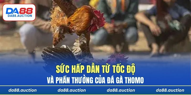Sức hấp dẫn từ tốc độ và phần thưởng của đá gà Thomo