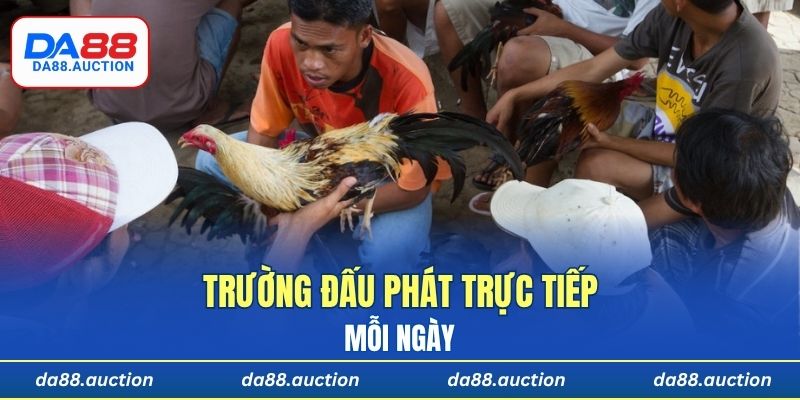 Trường đấu phát trực tiếp mỗi ngày