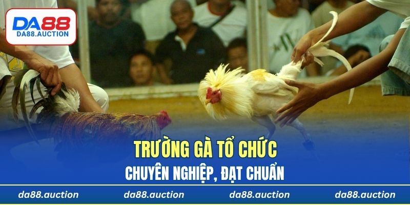 Trường gà tổ chức chuyên nghiệp, đạt chuẩn