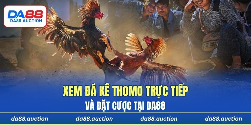 Xem đá kê Thomo trực tiếp và đặt cược tại DA88